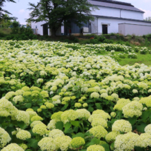 花の里アナベルの画像