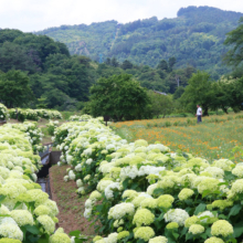 花の里アナベルの画像