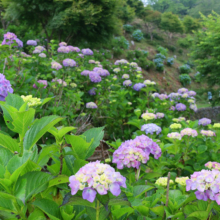 美の山アジサイの画像