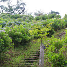 美の山アジサイの画像