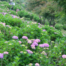 美の山アジサイの画像