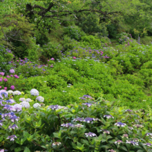 美の山アジサイの画像