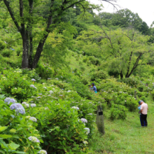 美の山アジサイの画像