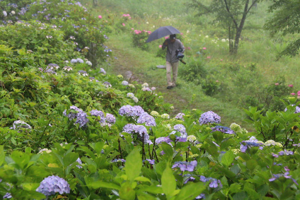 美の山アジサイの画像