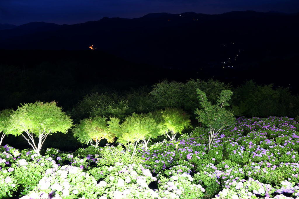 美の山アジサイライトアップの画像