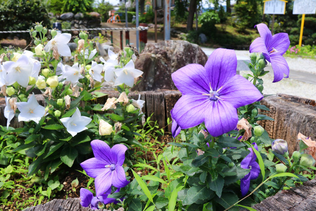 長瀞町タ宝寺桔梗