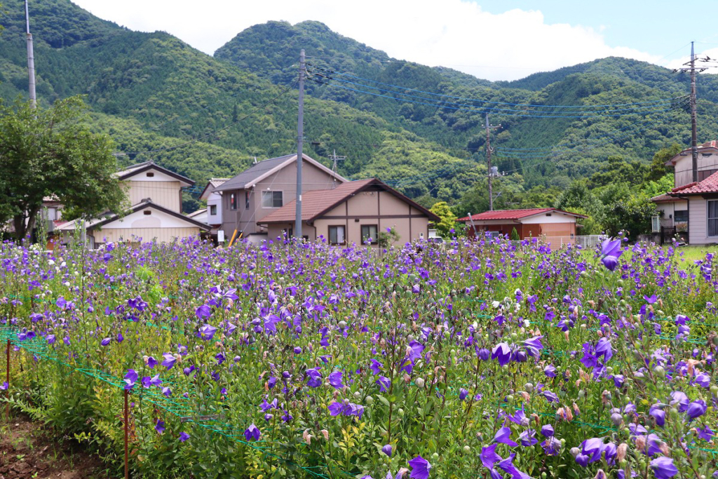 長瀞町タ宝寺桔梗