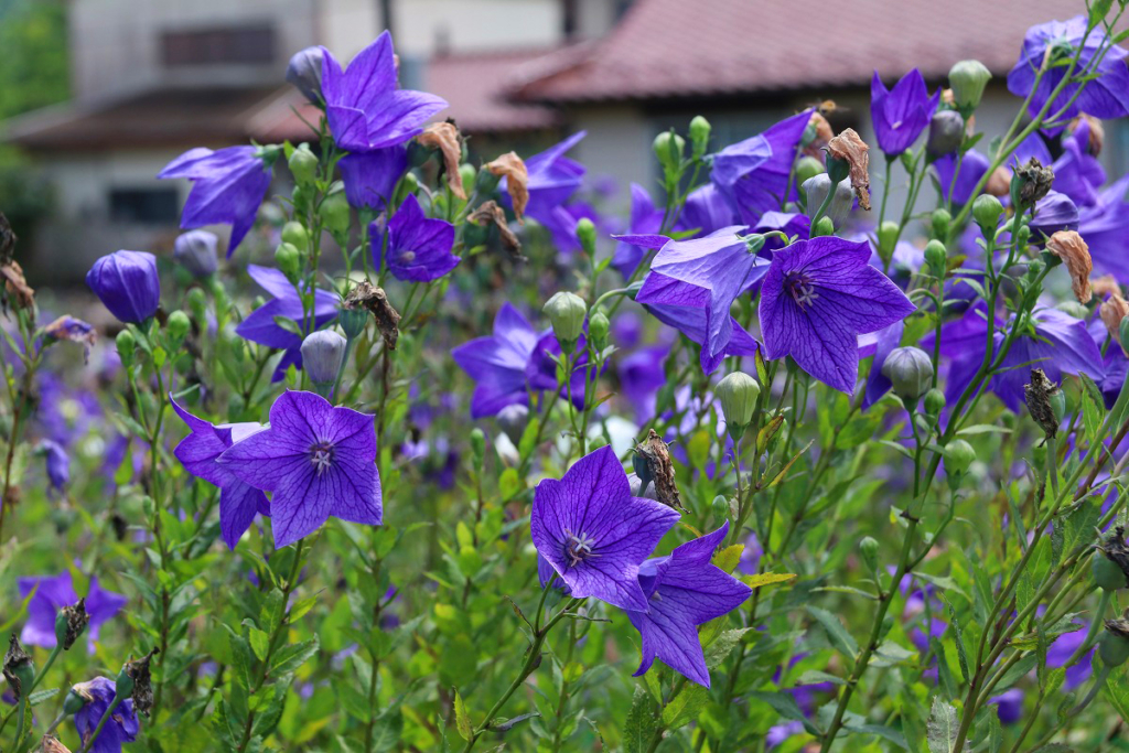 長瀞町タ宝寺桔梗