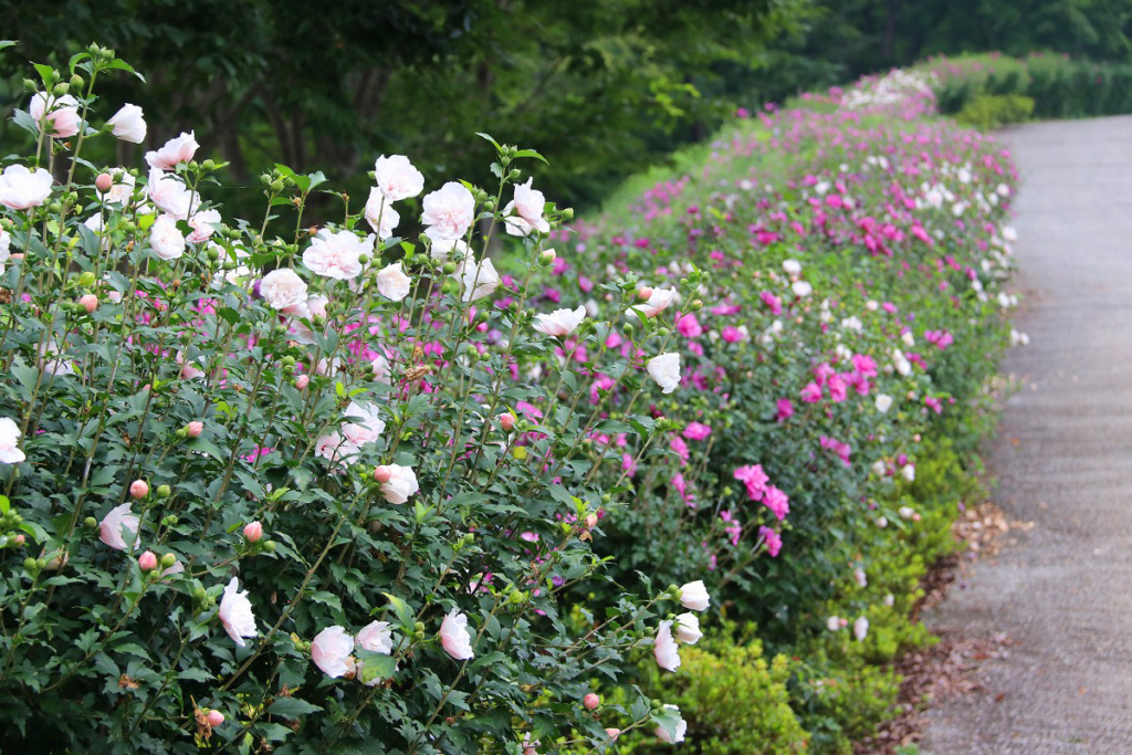 ムクゲの花