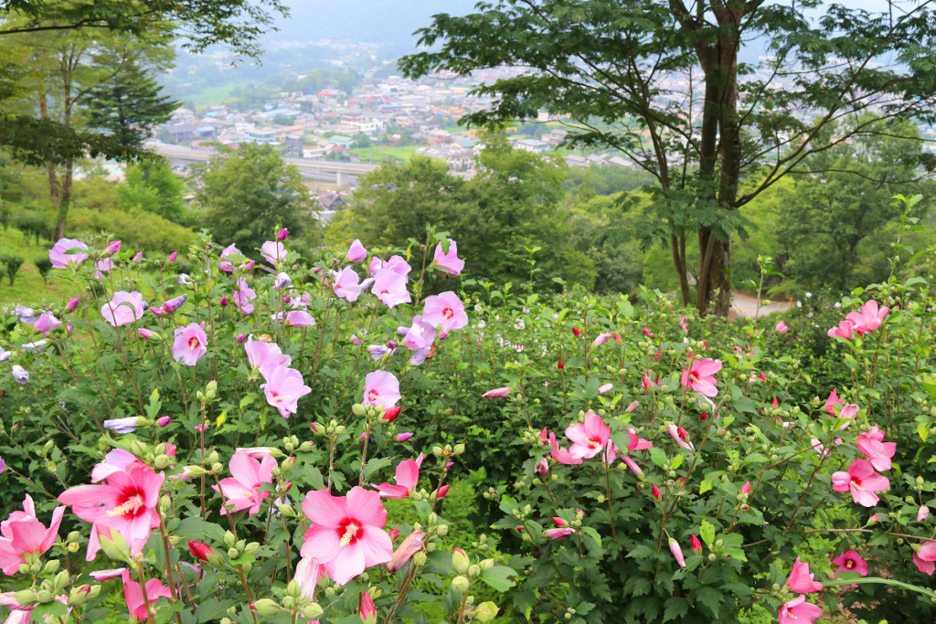 ムクゲの花