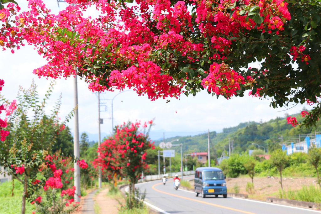 サルスベリ街道の画像