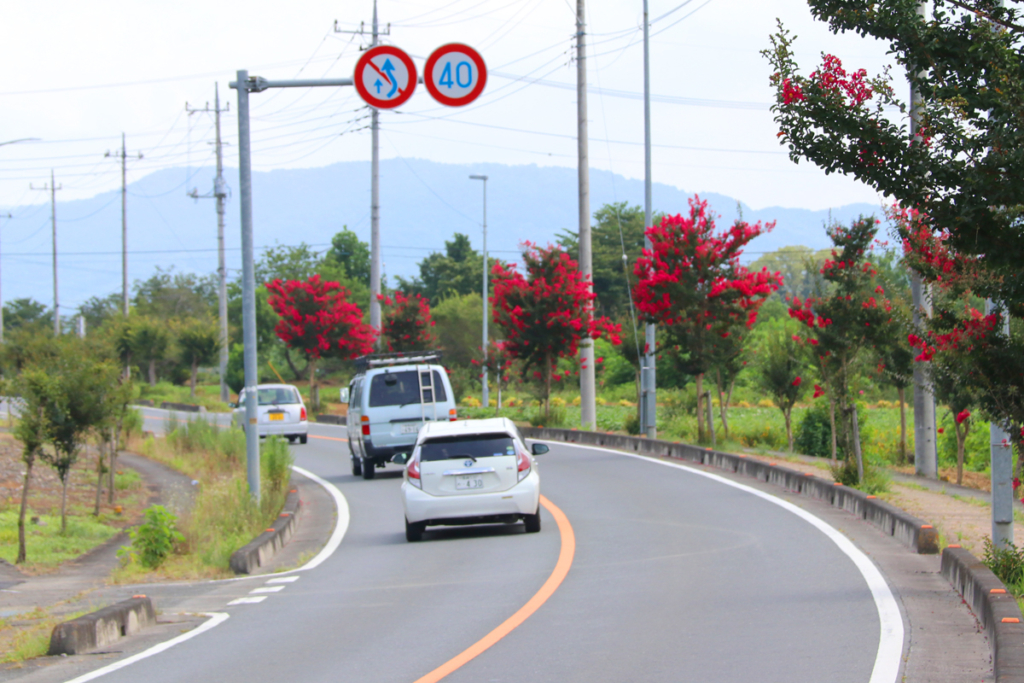 サルスベリ街道の画像