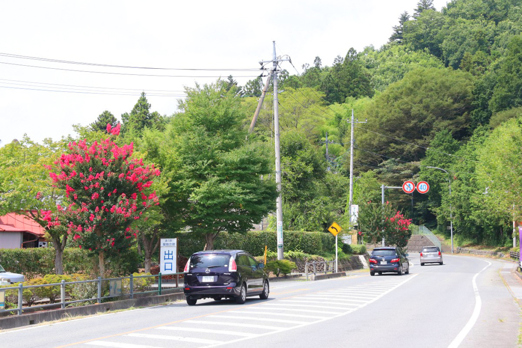 サルスベリ街道の画像