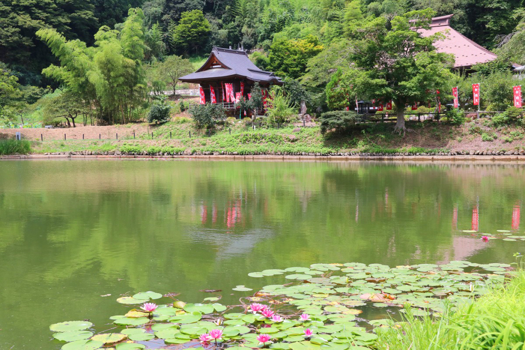 札所25番久昌寺 古代ハスの画像