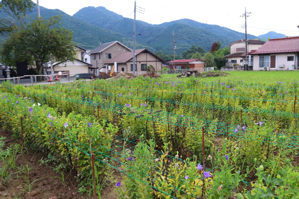 長瀞七草寺桔梗の画像