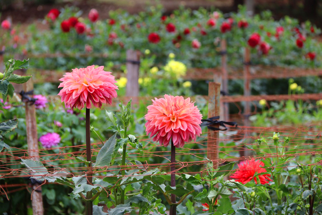 両神山麓花の郷ダリア園の画像