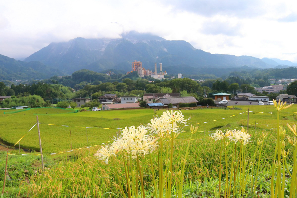 寺坂棚田白い彼岸花