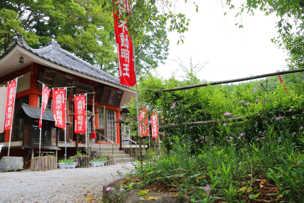 長瀞七草寺撫子の画像