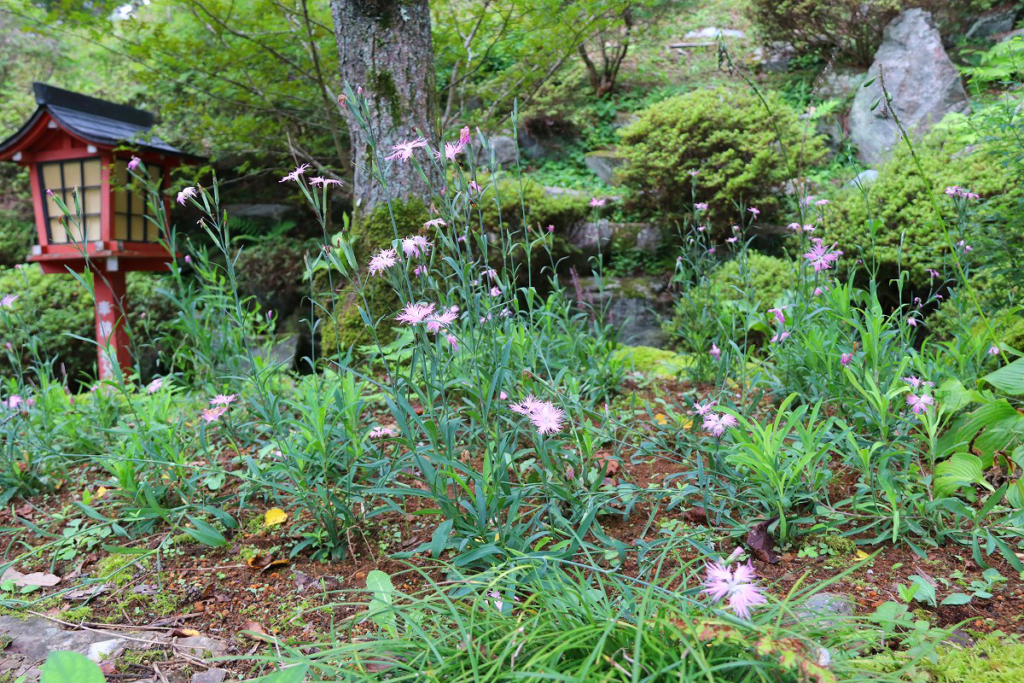 長瀞七草寺撫子の画像