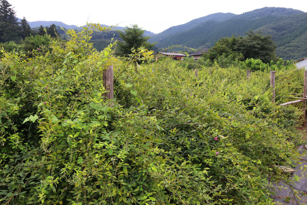 長瀞七草寺萩の画像