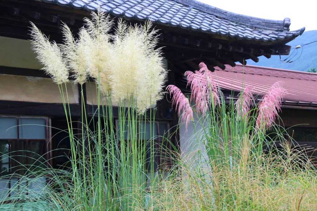 長瀞七草寺尾花の画像