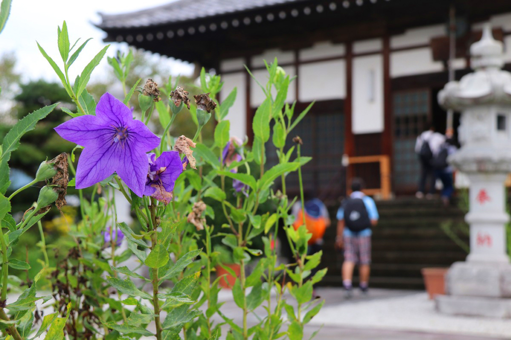 長瀞七草寺桔梗の画像