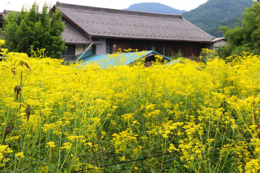 長瀞七草寺女郎花の画像