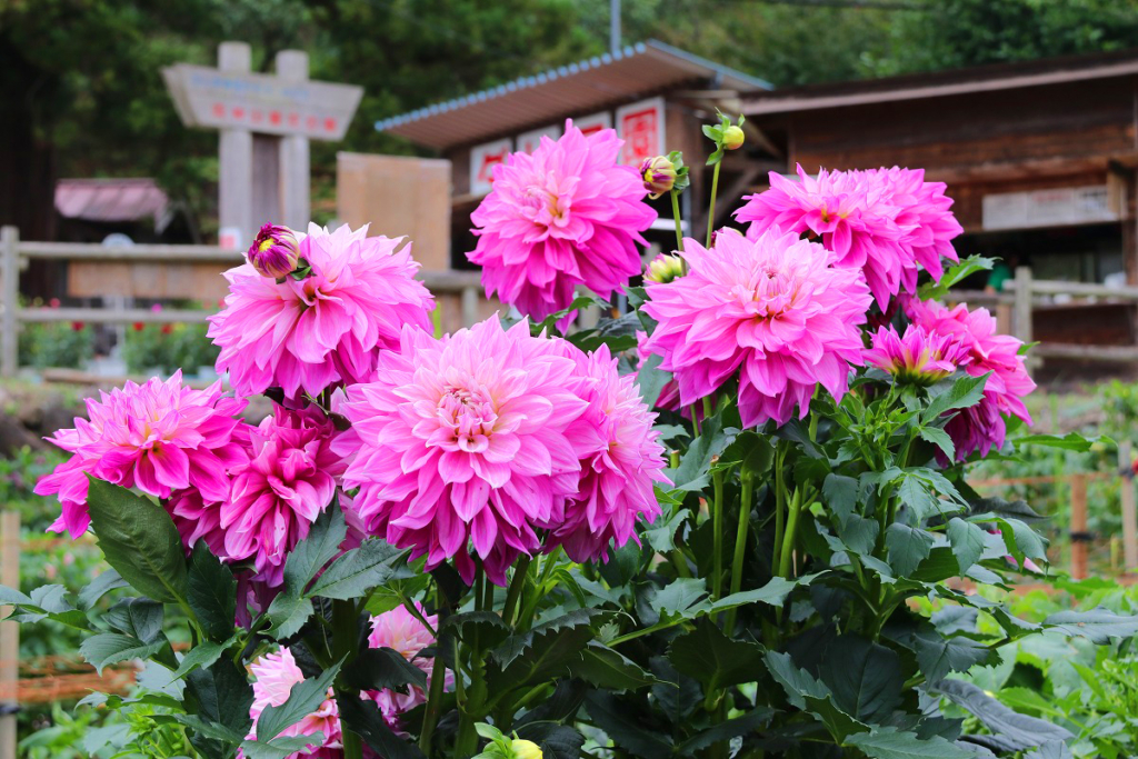 両神山麓花の郷ダリア園の画像