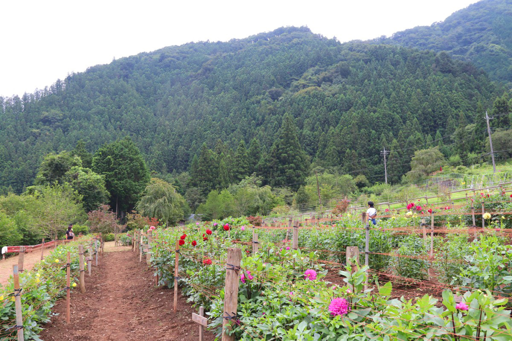 両神山麓花の郷ダリア園の画像