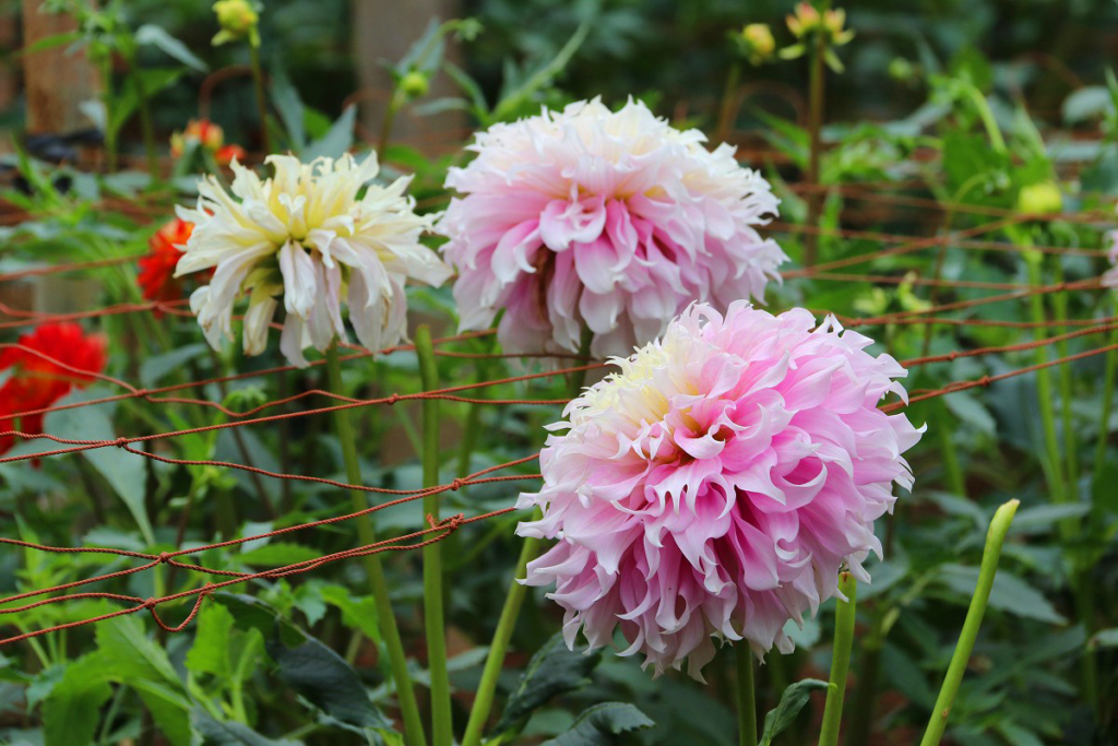 両神山麓花の郷ダリア園の画像