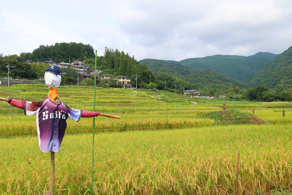 寺坂棚田白い彼岸花