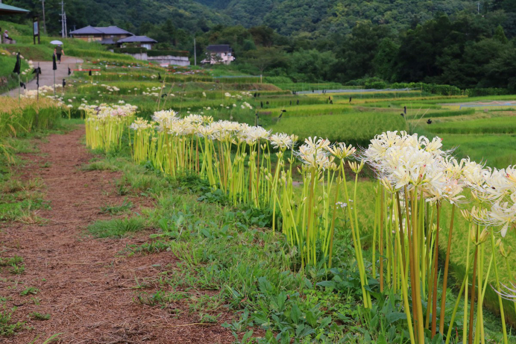 寺坂棚田白い彼岸花