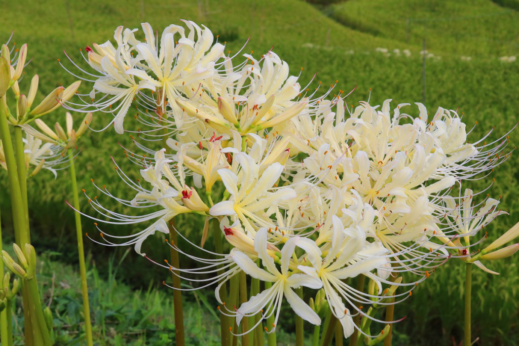 寺坂棚田白い彼岸花