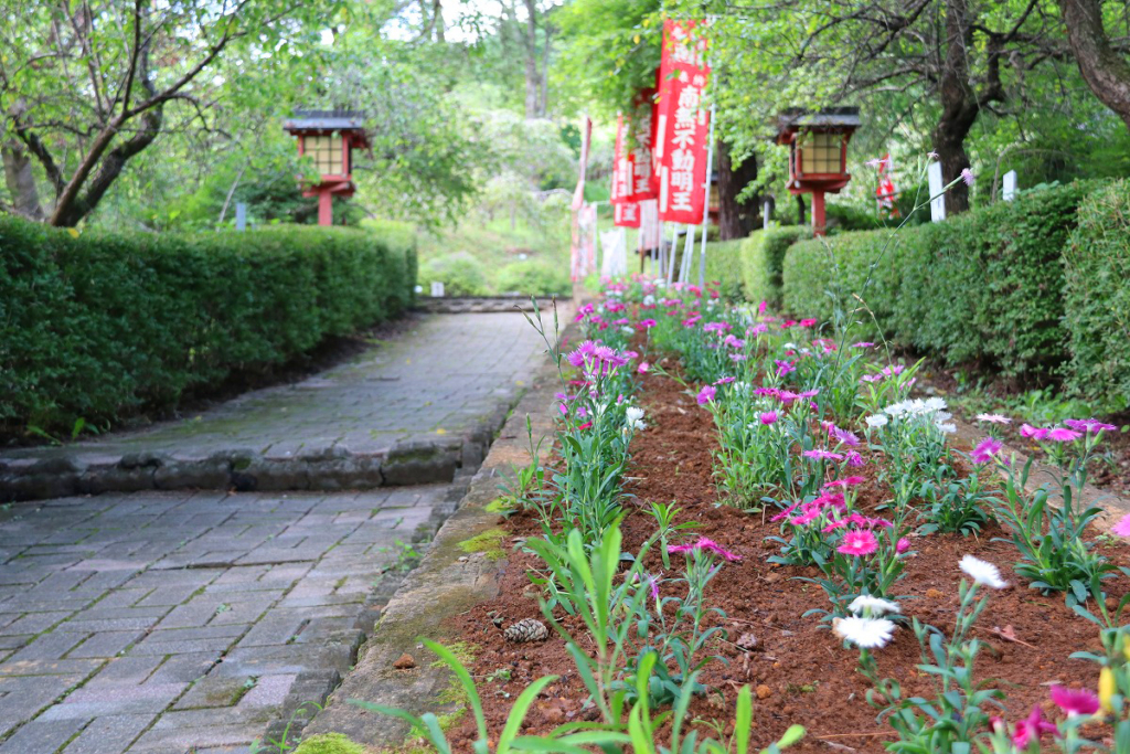 長瀞七草寺撫子の画像