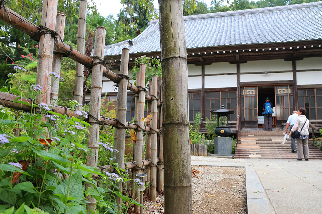 長瀞七草寺藤袴の画像