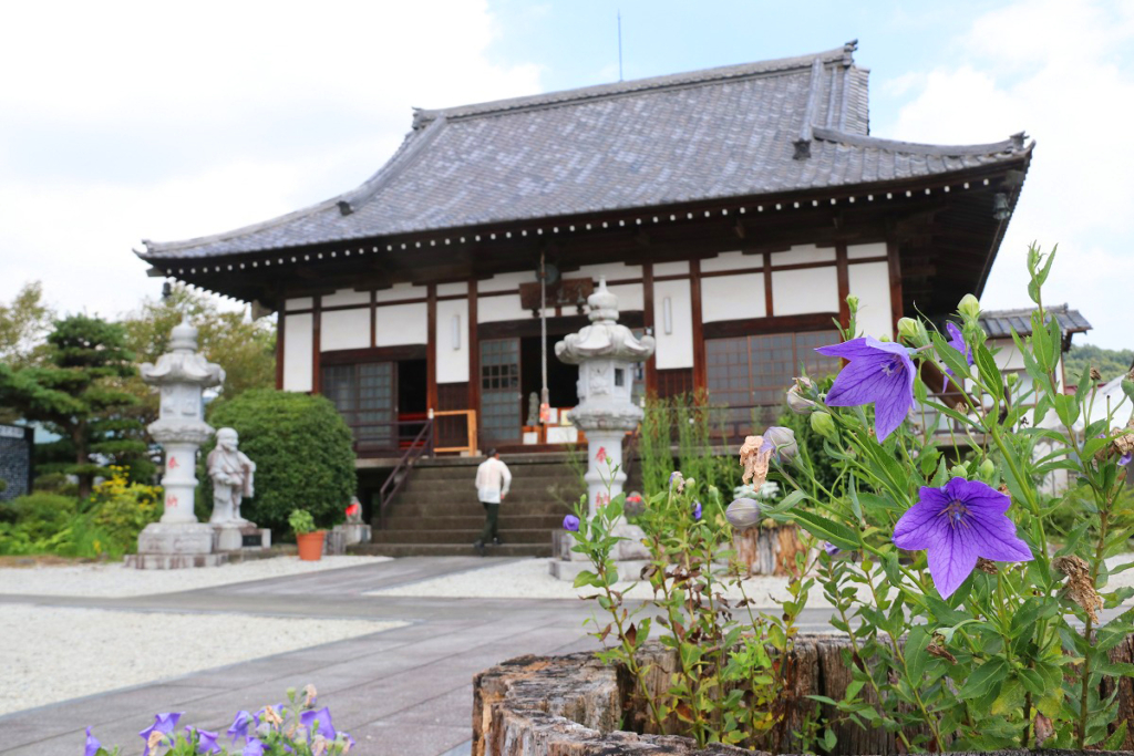 長瀞七草寺桔梗の画像