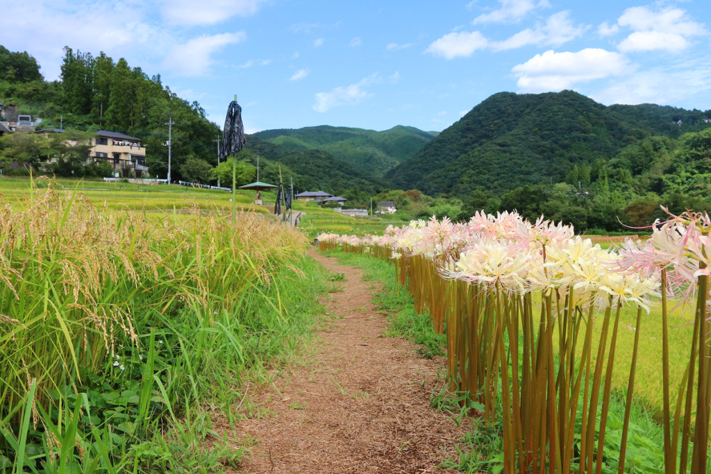 寺坂棚田白い彼岸花