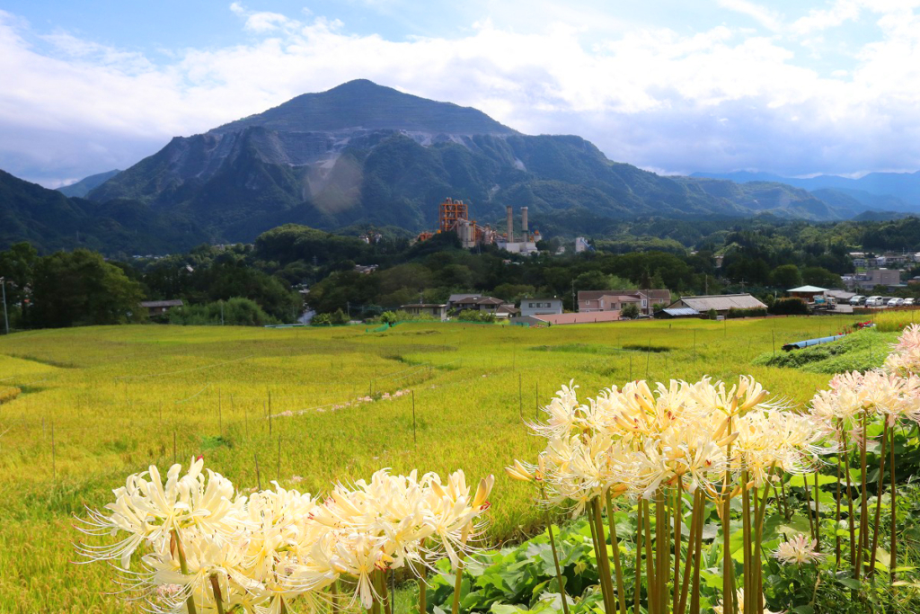 寺坂棚田白い彼岸花