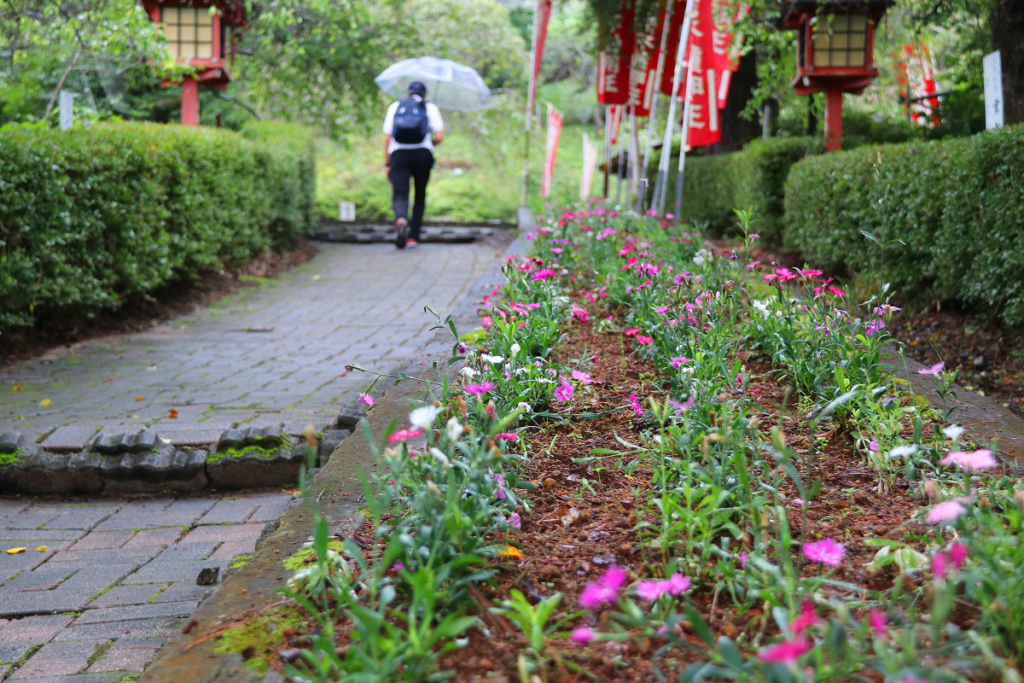 長瀞七草寺撫子の画像