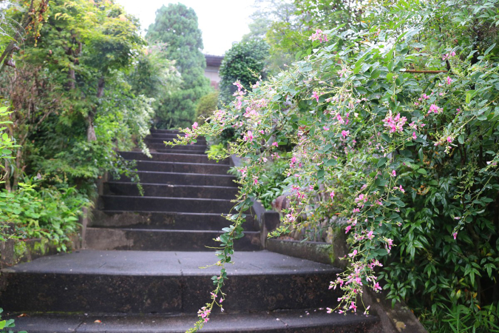 長瀞七草寺萩の画像