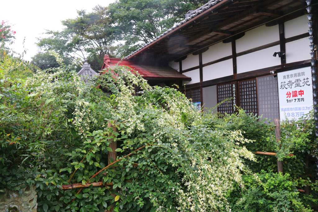 長瀞七草寺萩の画像