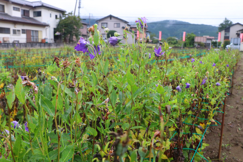 長瀞七草寺桔梗の画像