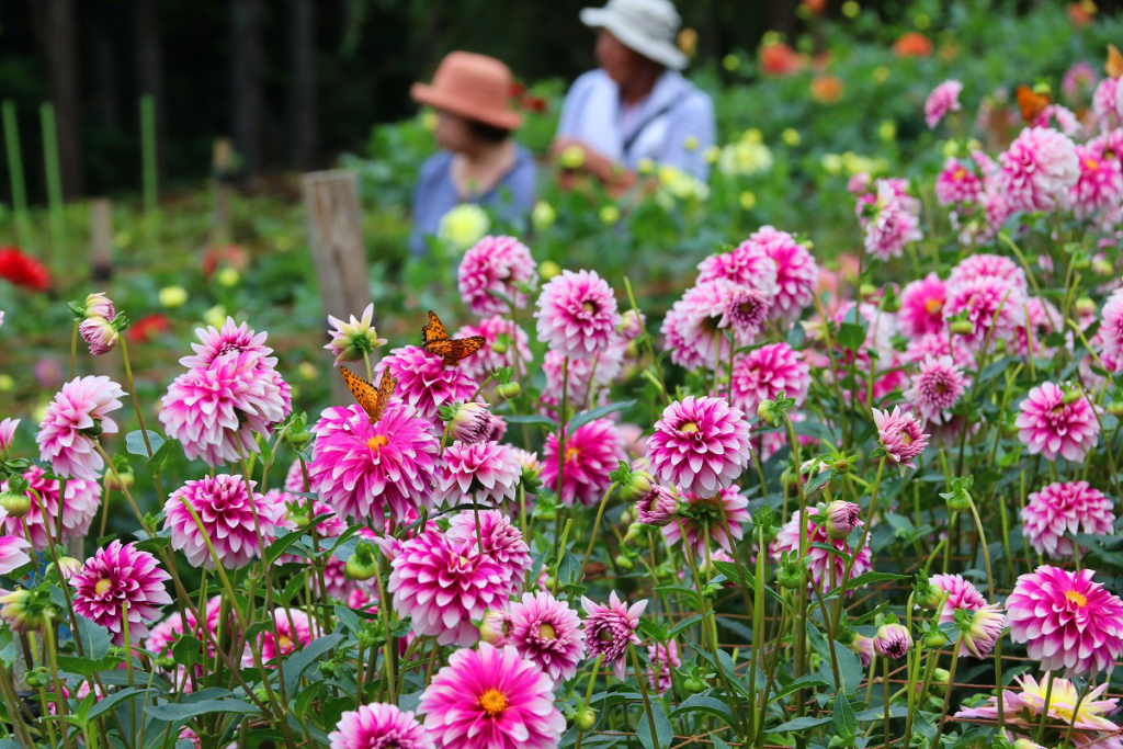 両神山麓花の郷ダリア園の画像