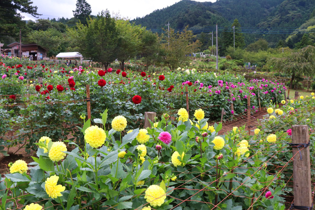 両神山麓花の郷ダリア園の画像