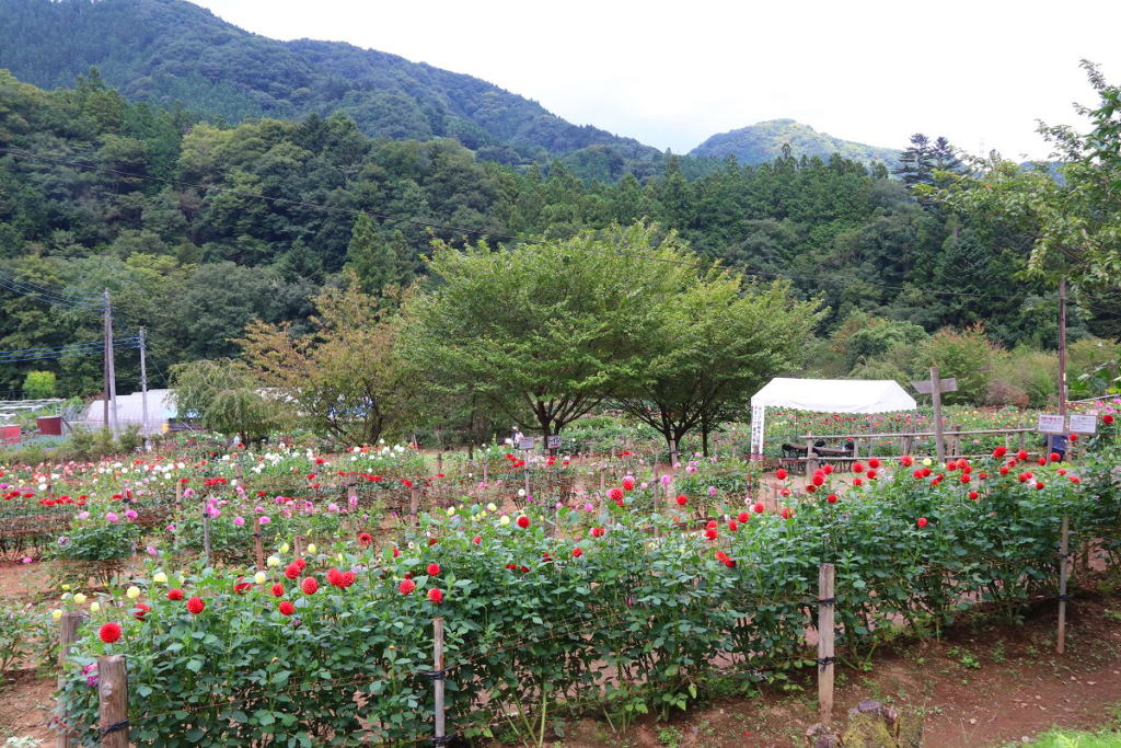 両神山麓花の郷ダリア園の画像