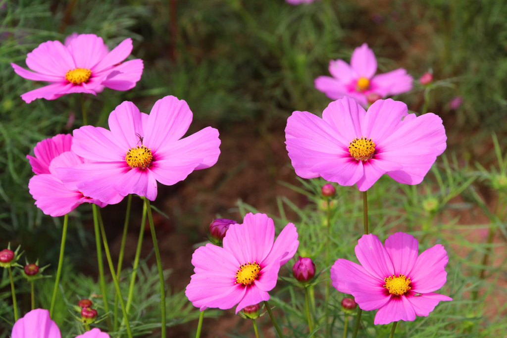 長瀞花の里コスモスの画像