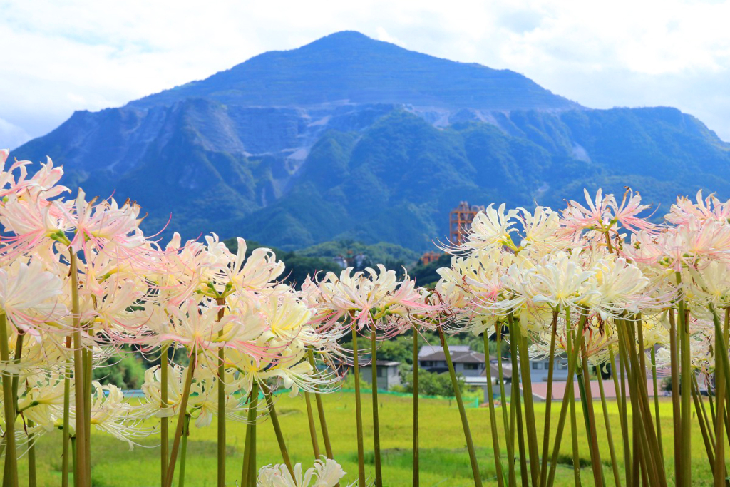 寺坂棚田白い彼岸花