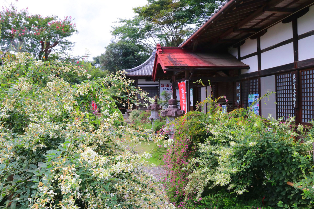 長瀞七草寺萩の画像