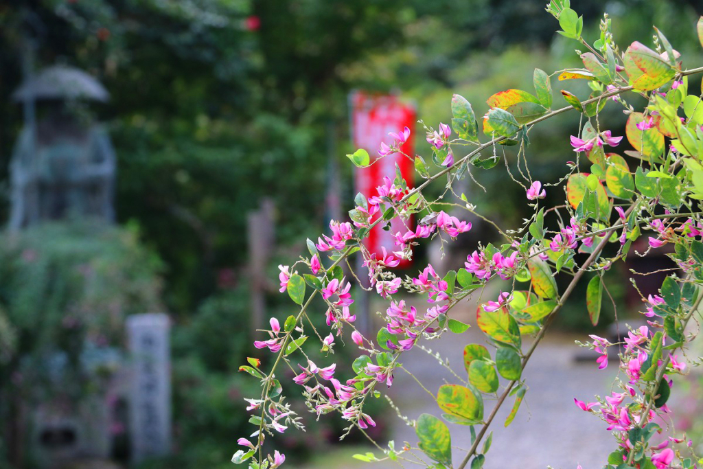 長瀞七草寺萩の画像