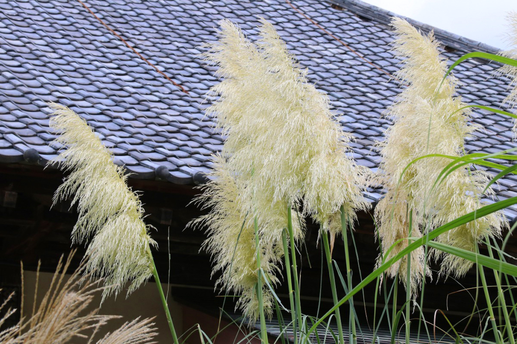 長瀞七草寺尾花の画像